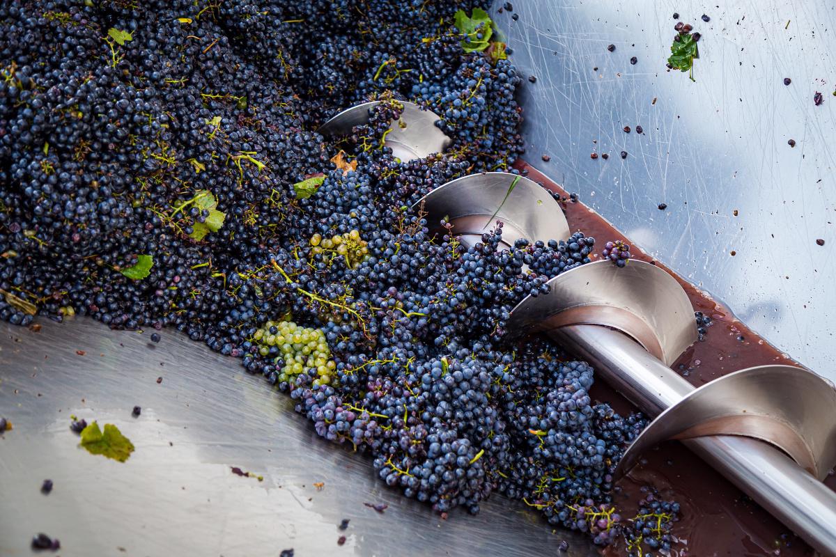 Šnekový dopravník s hrozny